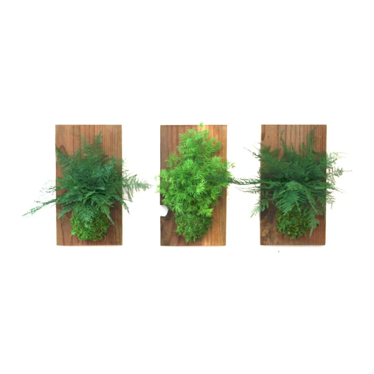 Set of 3 Fern & Moss Reclaimed Wood Flats