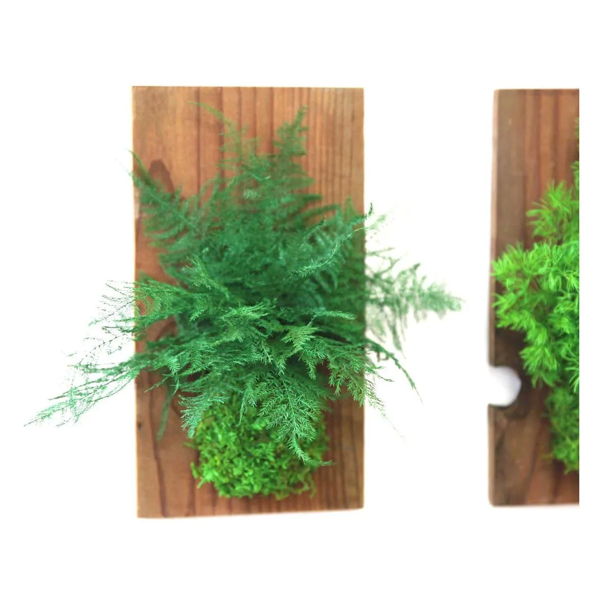 Set of 3 Fern & Moss Reclaimed Wood Flats
